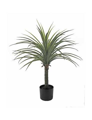 PLANTA YUCCA