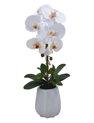 PLANTA PHALENOPSIS C/MACETA CERAMICA