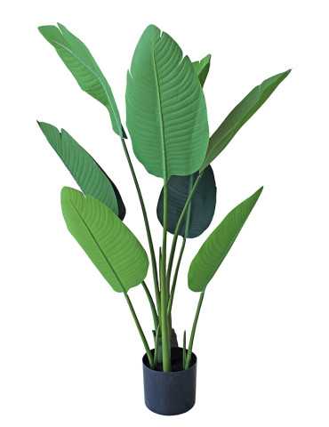 PLANTA ESTERLICIA