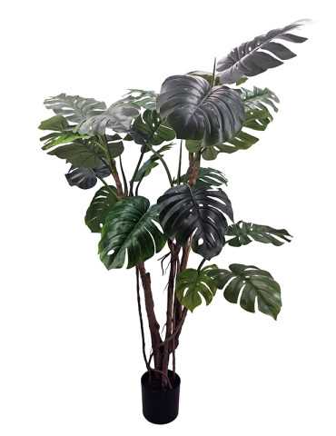 PLANTA MONSTERA